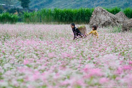 Hà Giang hút 226.000 khách đến ngắm hoa tam giác mạch - 1
