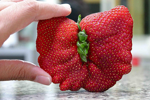 Những củ, quả độc nhất quả đất đã xuất hiện - 1