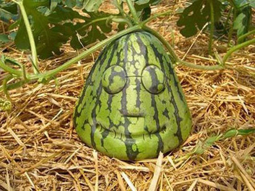 Những củ, quả độc nhất quả đất đã xuất hiện - 5