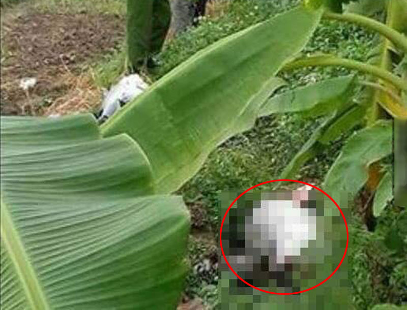 Cô gái trẻ chết bất thường ngoài đồng - 1