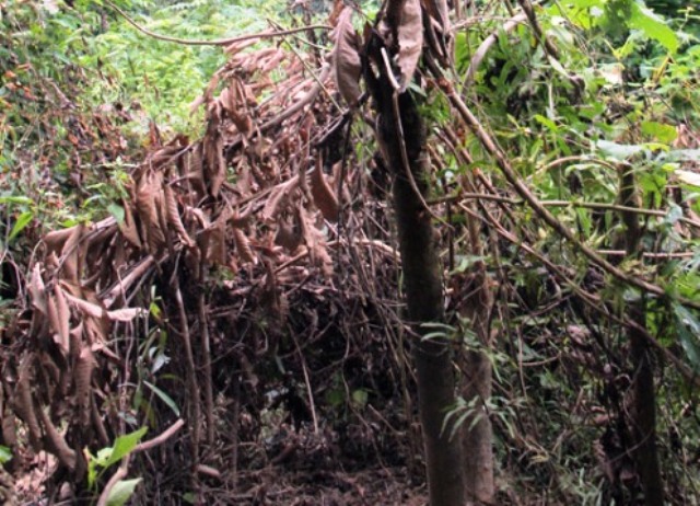 Phát hiện thi thể người đàn ông phân hủy trong rừng - 1