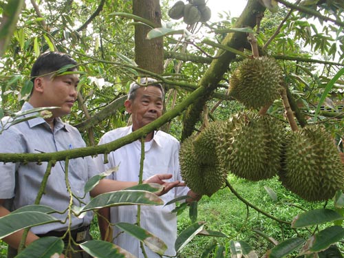 Nông dân vùng ngập lũ lãi lớn nhờ trồng sầu riêng - 1