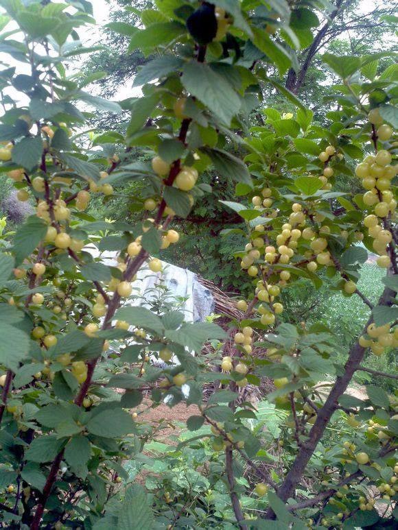 Loại cherry lạ giống hệt ngọc trai, giá chỉ hơn 200 nghìn/kg - 5