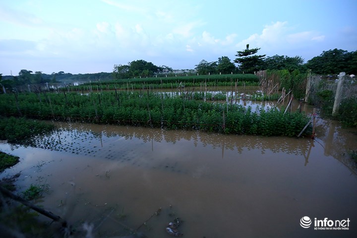 Người trồng quất &#34;méo mặt&#34; vì nước sông Hồng dâng cao - 11