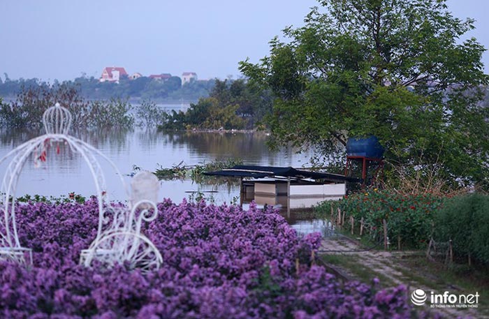 Người trồng quất &#34;méo mặt&#34; vì nước sông Hồng dâng cao - 8