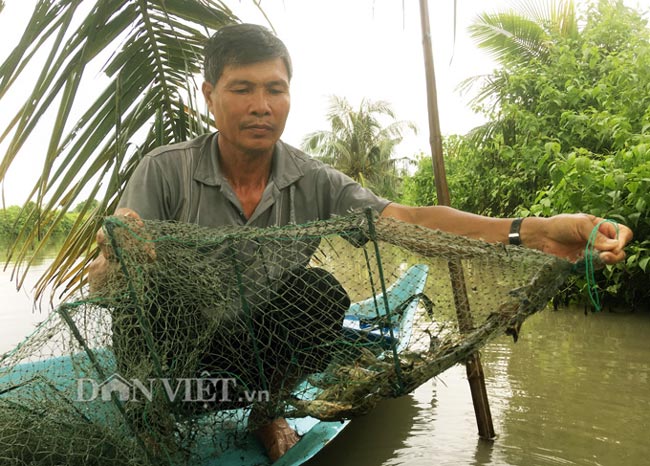 Clip: Bẫy tôm trong vuông bằng lú bát quái, nhàn nhã thu tiền triệu - 1