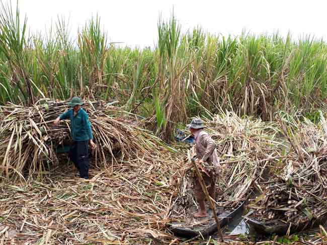 Lũ và triều cường đang đe dọa ruộng mía ở ĐBSCL - 1