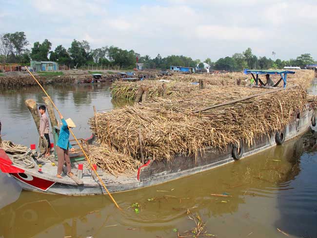 Lũ và triều cường đang đe dọa ruộng mía ở ĐBSCL - 10