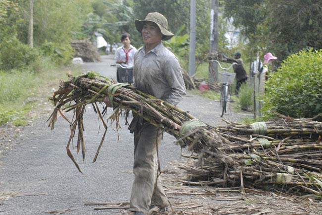 Lũ và triều cường đang đe dọa ruộng mía ở ĐBSCL - 4