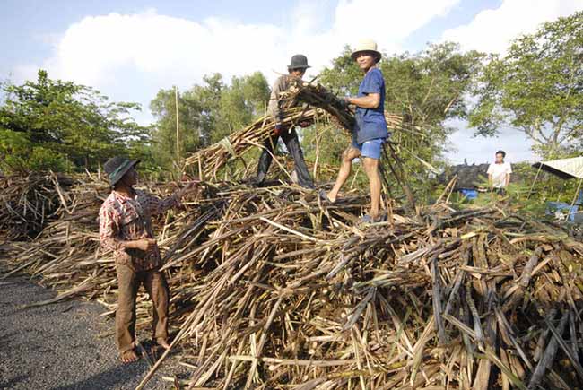 Lũ và triều cường đang đe dọa ruộng mía ở ĐBSCL - 5