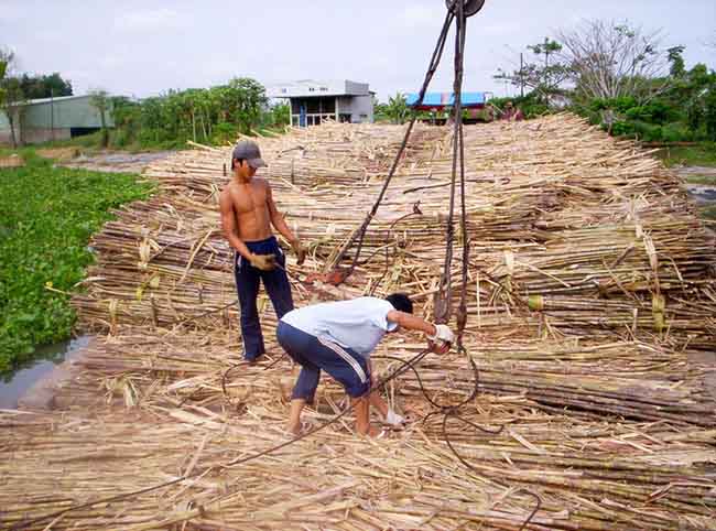 Lũ và triều cường đang đe dọa ruộng mía ở ĐBSCL - 8