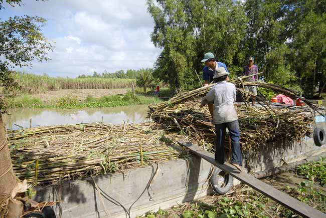 Lũ và triều cường đang đe dọa ruộng mía ở ĐBSCL - 9