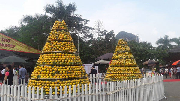 Cam Cao Phong còn 20.000 đ/kg, sắp &#34;vỡ trận&#34; vì diện tích tăng cao - 1