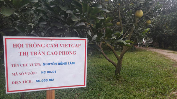 Cam Cao Phong còn 20.000 đ/kg, sắp &#34;vỡ trận&#34; vì diện tích tăng cao - 3