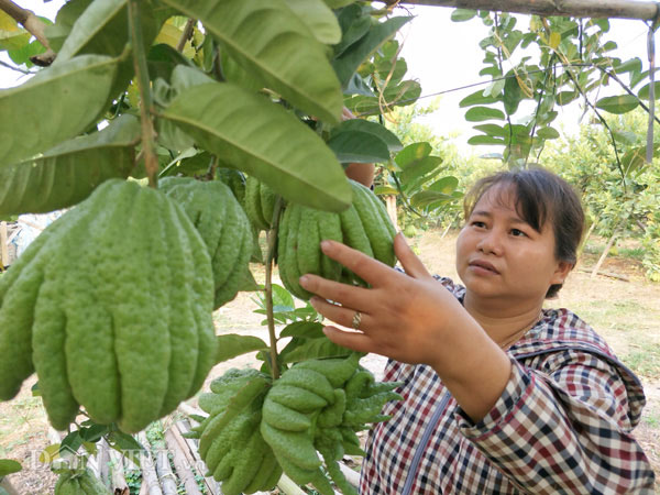 Trồng cây gì bán Tết: Chăm cây dại, dân Thủ đô bất ngờ kiếm cả tỷ đồng - 1