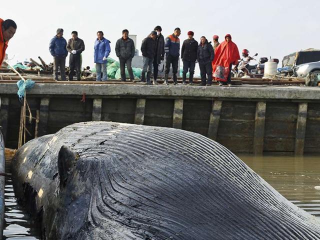 Xác cá voi 20 tấn không đầu, không vây dạt cảng TQ