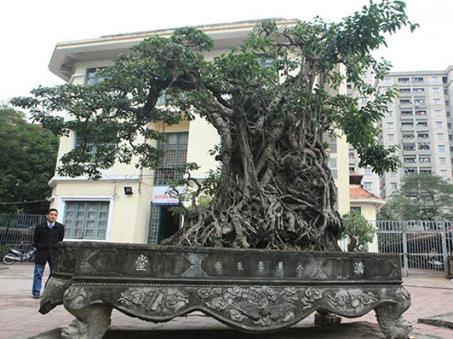 Doanh nhân muốn đổi 8 lô đất ở Thủ đô lấy cây sanh cổ nhất châu Á