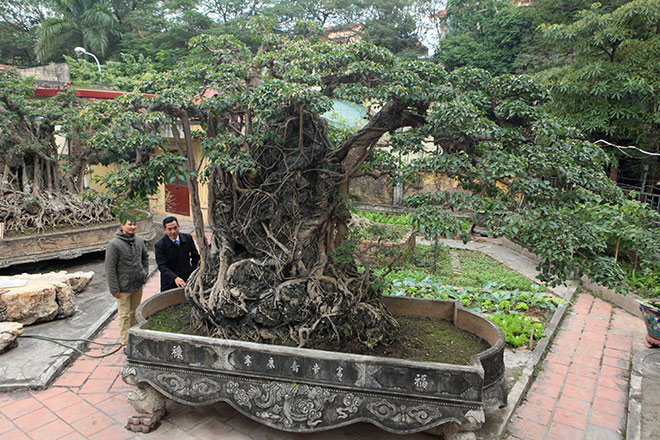 Doanh nhân muốn đổi 8 lô đất ở Thủ đô lấy cây sanh cổ nhất châu Á - 1