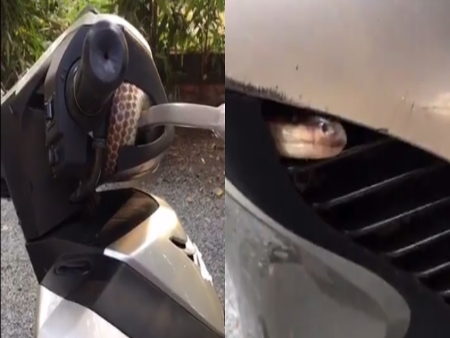 Video: "Hết hồn" rắn hổ chui vào Honda SH