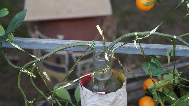 cách thức trồng ghép cây ở các chai thủy tinh như thế nào