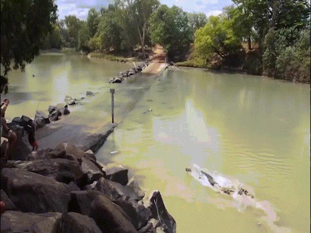 Cá sấu khổng lồ lao như tàu ngầm đến cướp cá của người câu