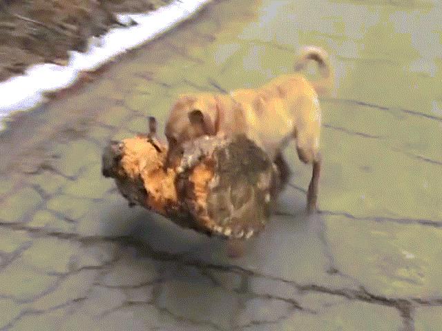 Kinh ngạc với chú chó tha khúc gỗ cực nặng làm đồ chơi