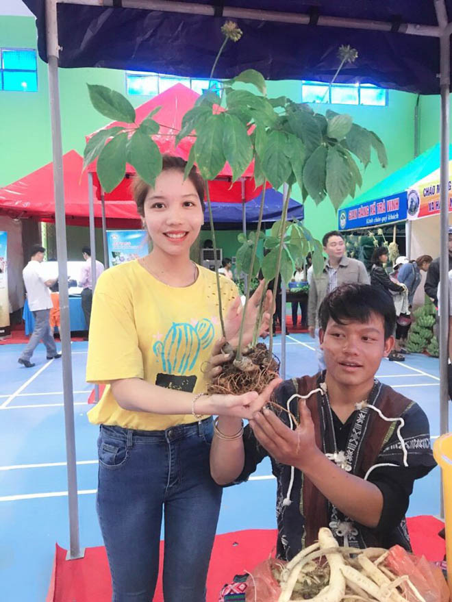 Tác dụng của Sâm Ngọc Linh (Phần 1) - 1