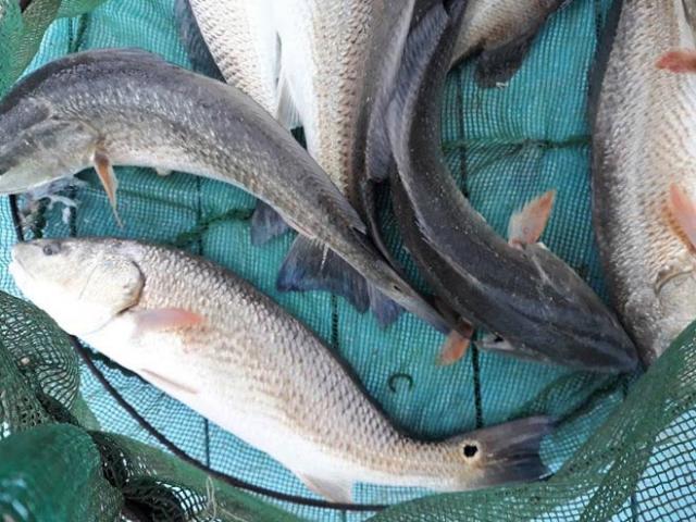 Một người dân ở Khánh Hòa câu được 6 con cá sủ vàng tiền tỷ