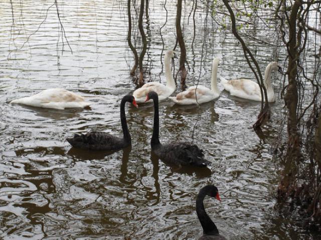 Bất ngờ xuất hiện đàn “chim lạ” giữa Hồ Gươm