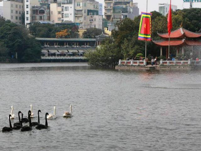 GS Lê Văn Lan: Thả thiên nga ở Hồ Gươm là rất thuận, hợp lí