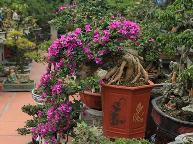 Mãn nhãn vườn hoa giấy bonsai của người “trăm nghề quái kiệt”