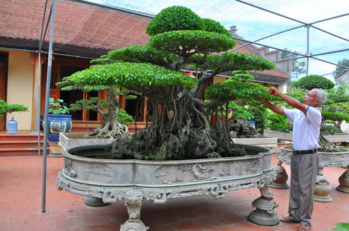 Mùng 1 Tết: Ngắm vườn “siêu” cây cảnh giá 10 tỷ đồng ở Hà Thành - 1