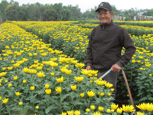 Kỹ thuật trồng và chăm sóc hoa cúc chậu  Kinh nghiệm làm ăn  Báo ảnh Dân  tộc và Miền núi