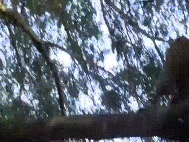 Báo gấm săn khỉ đầu chó, không ngờ bị truy sát ngược