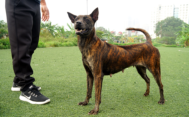Thực hư thông tin Việt Nam đang sở hữu giống chó thông minh nhất nhì thế giới - 3