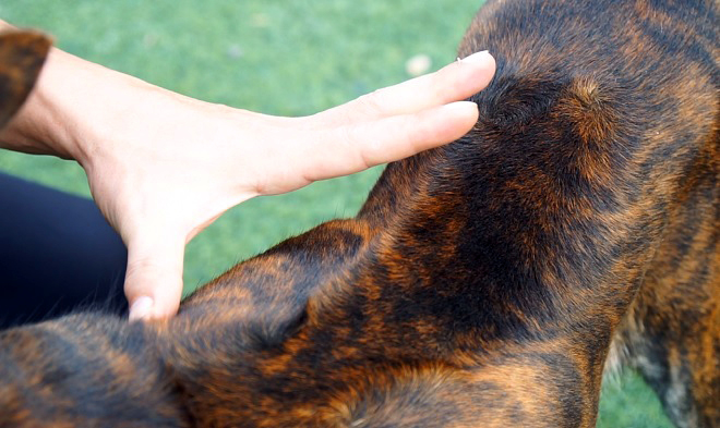 Thực hư thông tin Việt Nam đang sở hữu giống chó thông minh nhất nhì thế giới - 2