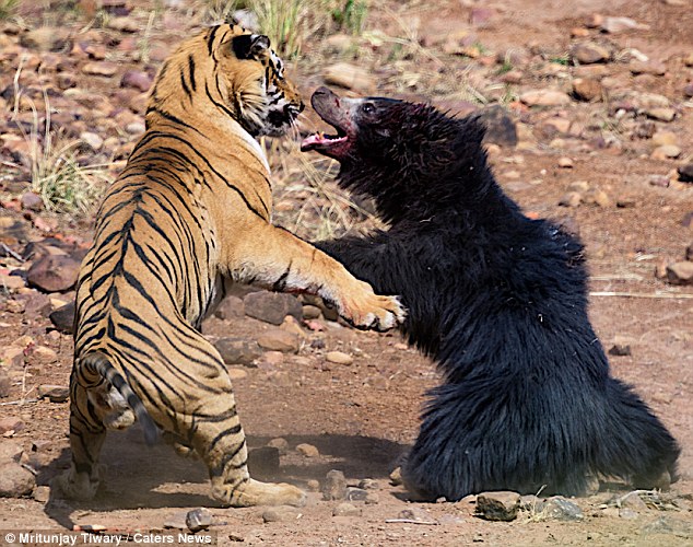 Video: Kịch chiến giữa hổ và gấu, kết thúc đầy bất ngờ
