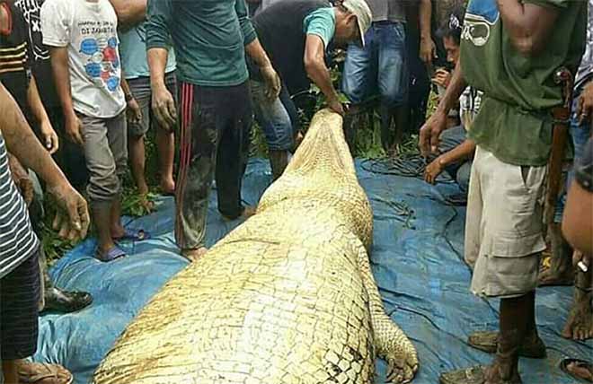 Mổ bụng cá sấu khổng lồ dài 6m, đau xót khi nhìn thấy bên trong - 1