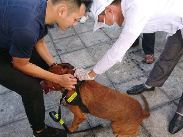 Người phụ nữ cả đời buôn chó bị chó dại cắn chết