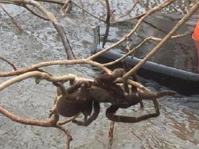 Úc: Lũ lụt làm lộ diện nhện khổng lồ to hơn chó - 1