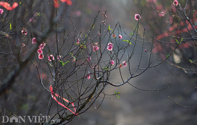 ẢNH: Đào nở sớm những ngày đầu năm mới ở làng hoa Nhật Tân - 1