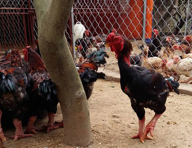 Tùy theo từng kích thước cặp chân mà chủ nhân phát giá cho mỗi 1kg gà. Đối với những loại gà có cặp chân nhỏ, hiện có giá từ 600.000 - 800.000 đồng/1kg.