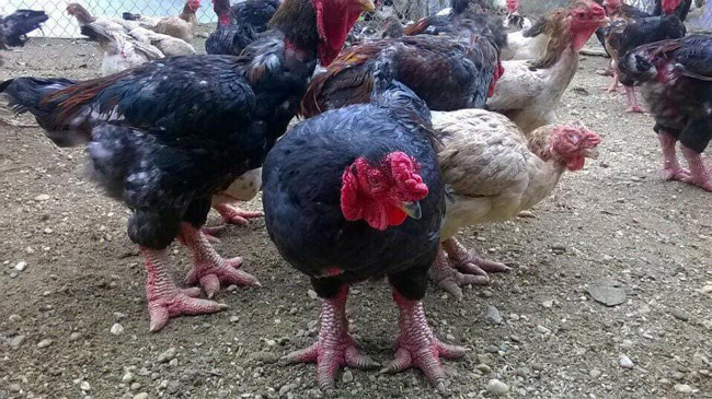 Theo ông Hà Văn Ơn, một người nuôi gà Đông Tảo, để gà đạt độ dai, ngon, ít nhất phải nuôi chúng khoảng 1 năm và chỉ cho ăn thóc, ngô chứ không cho ăn cám công nghiệp.