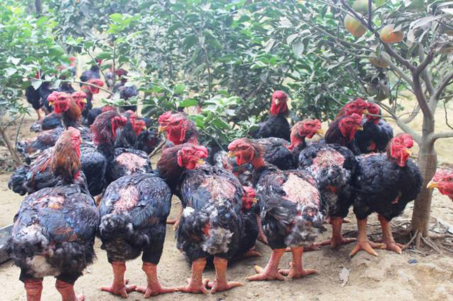 Hiện nay, trong vườn nhà ông Ơn có hơn 100 con gà Đông Tảo đã đủ tuổi, cân nặng để chờ bán. “Còn phải om đến tết Âm lịch thì lượng khách mua sẽ nhiều hơn. Và chờ giá gà lên cao hơn nữa” - ông Ơn cho biết.