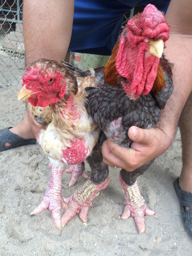 Cặp gà hơn 3 năm tuổi này của ông Ơn đã có người trả đến 60 triệu nhưng ông không bán. “Đây là cặp gà bố, mẹ thuần chủng nên giữ lại để nhân giống” - ông Ơn nói.