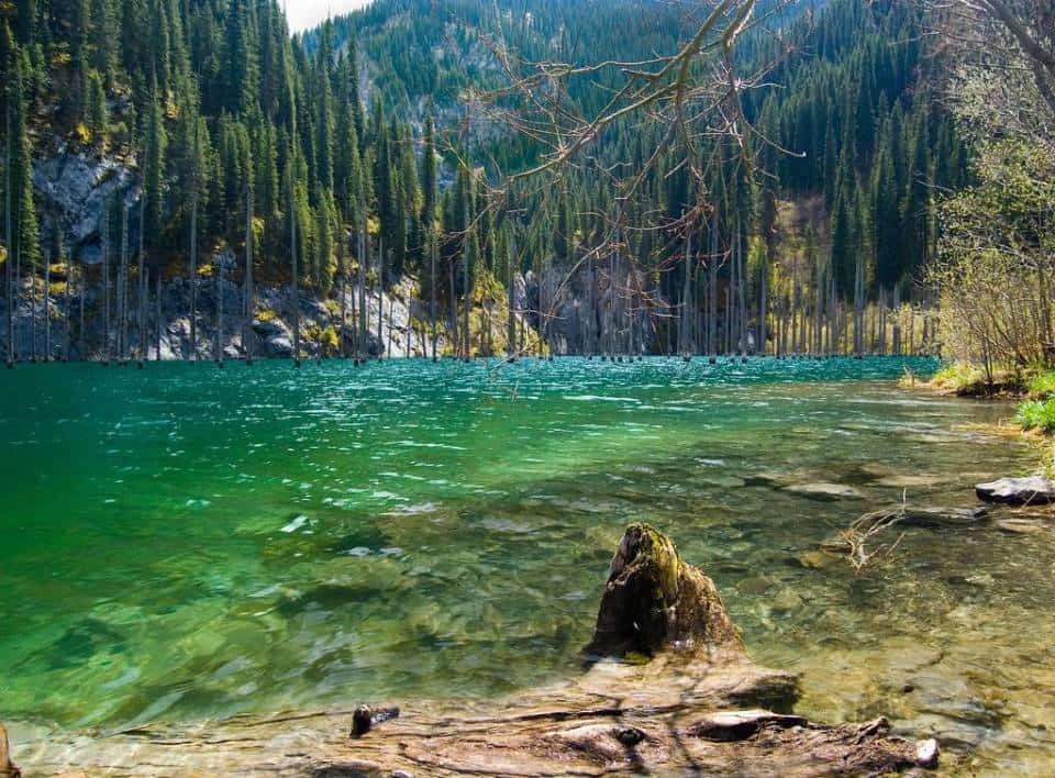 Lạc vào khu rừng cổ tích nằm sâu dưới lòng hồ ở Kazakhstan - 1