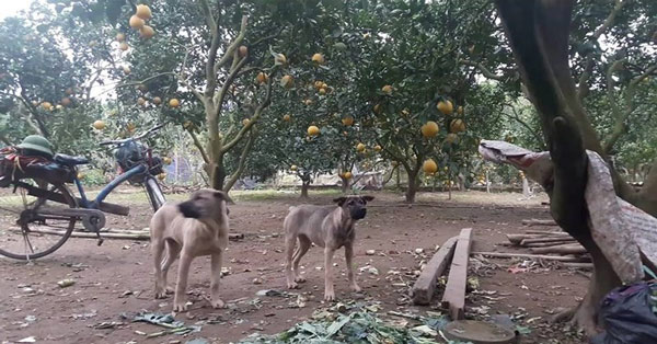 Drop dogs, fence walls, install grapefruit Dien surveillance cameras - 1