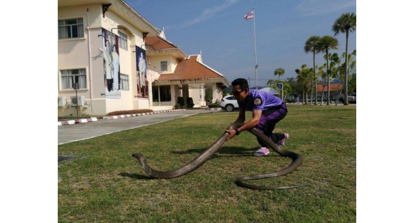 Cận cảnh bắt rắn hổ mang chúa khổng lồ bằng tay - 1