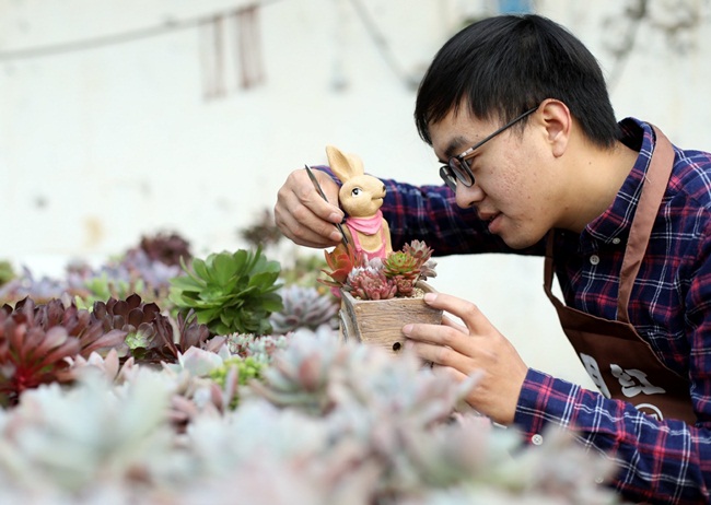 Khởi nghiệp với loại cây cảnh nhỏ bằng bàn tay mà thu về gần 700 triệu/năm - 7