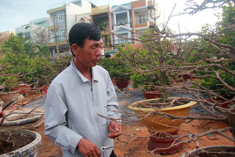 Kiếm trên 1 tỷ nhờ cho thuê mai ngày Tết - 1